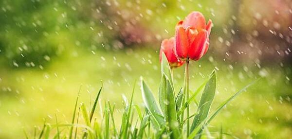 عکس گل های زیبا زیر باران