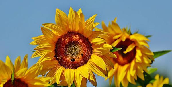 عکس گل های زیبا زیر باران