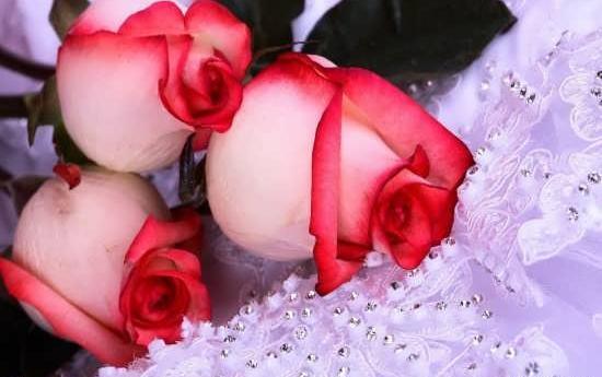 دانلود عکس گل های زیبا و عاشقانه