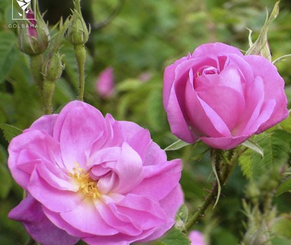 عکس گل های رز زیبا