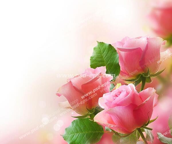 عکس گل های رز زیبا
