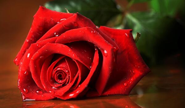عکس گل های رز بسیار زیبا