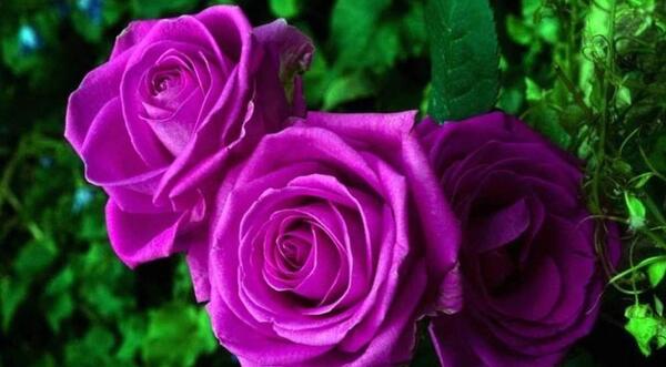 عکس گل های رز بسیار زیبا