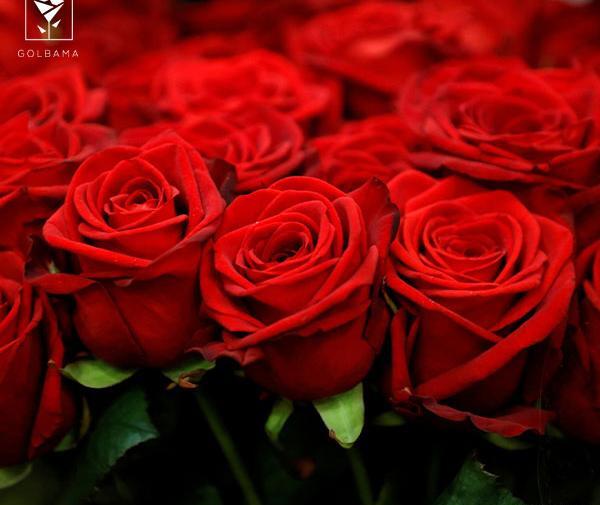 عکس گل های رز بسیار زیبا