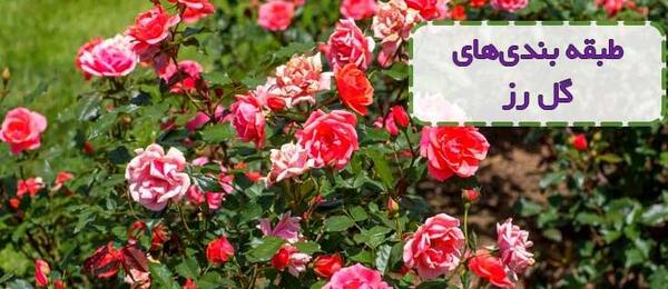 عکس گل های رز بسیار زیبا