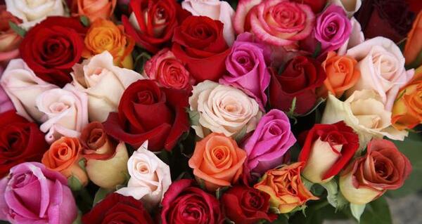 عکس گل های رز بسیار زیبا