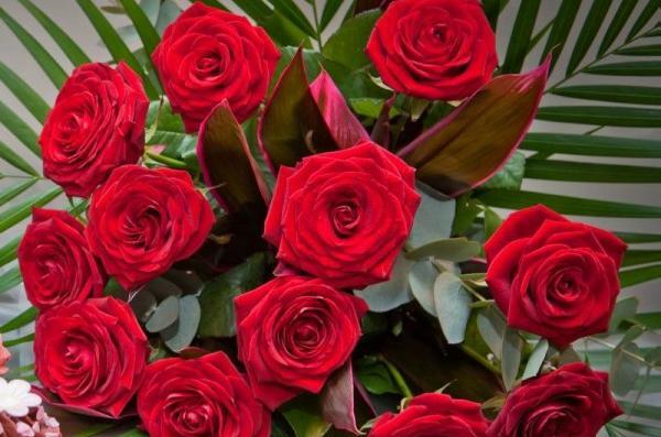 دانلود عکس گل های قرمز زیبا