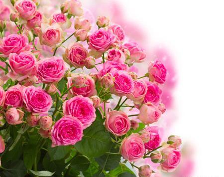 دانلود عکس گل های قرمز زیبا