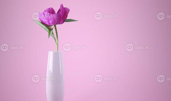 دانلود عکس پس زمینه گل های زیبا