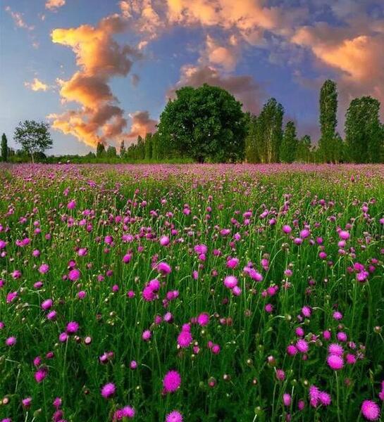 عکس دنیای گل های زیبا