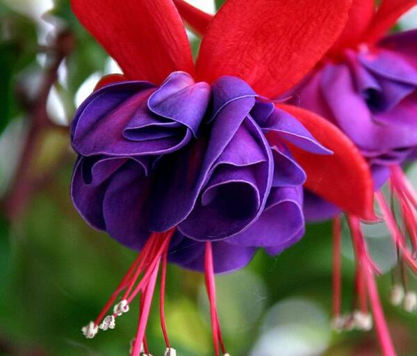 عکس دنیای گل های زیبا