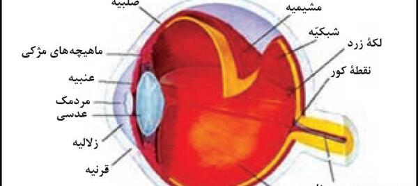 عکس هرم غذایی کتاب کاروفناوری هفتم