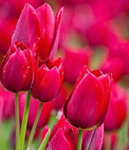 عکس گلهای جدید زیبا