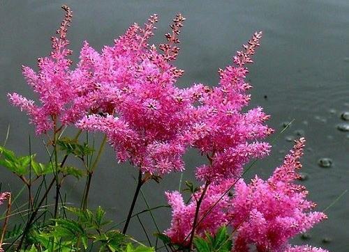 دانلود عکس زیباترین گل های جهان