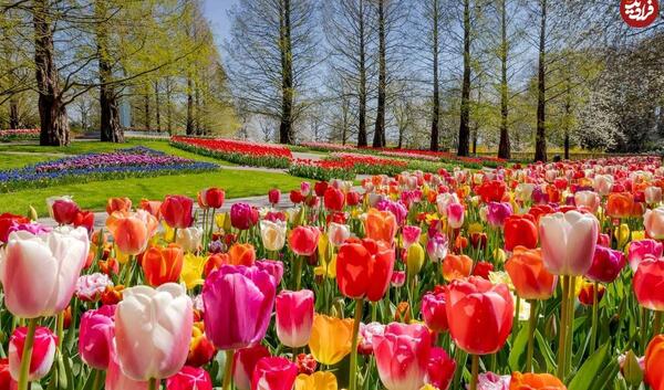 عکس زیباترین باغ گل های جهان
