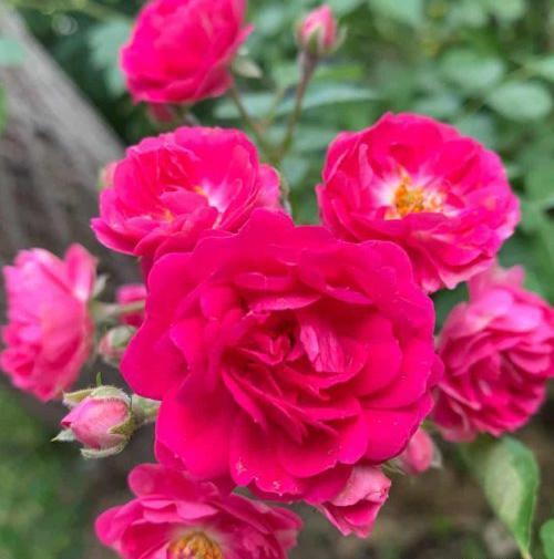عکس تصویر گلهای زیبا برای پروفایل