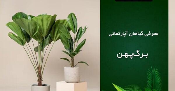 عکس گلهای آپارتمانی زیبا