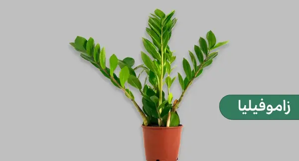 عکس گلهای آپارتمانی زیبا