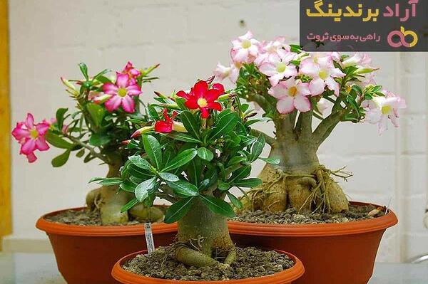 عکس گلهای اپارتمانی زیبا