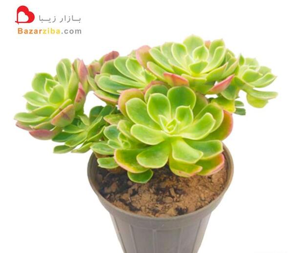 عکس گلهای اپارتمانی زیبا