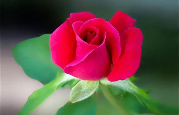 عکس از گلهای زیبا برای پروفایل