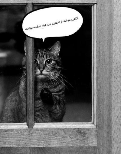 عکس گربه نره برای پروفایل