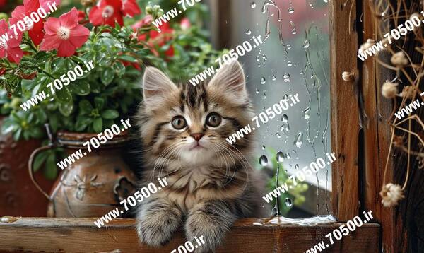 عکس گربه کیوت نقاشی