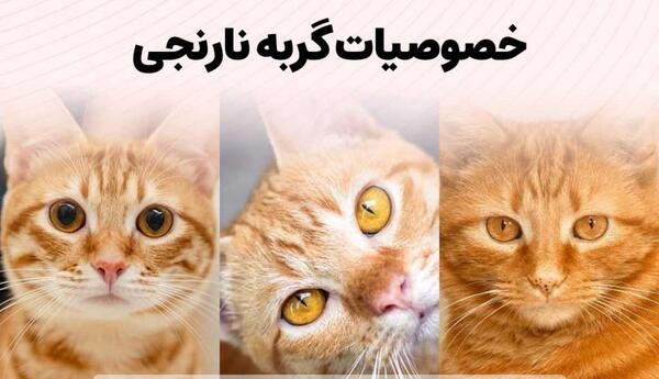 عکس گربه زرد چشم سبز