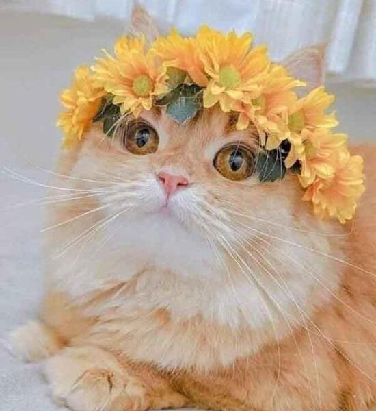 عکس گربه زرد چشم سبز