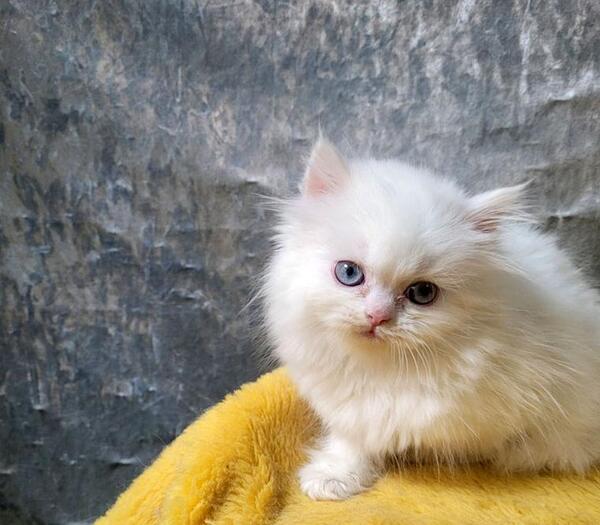 عکس گربه زرد چشم سبز