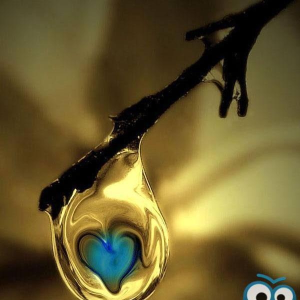 عکس زیبای گریه