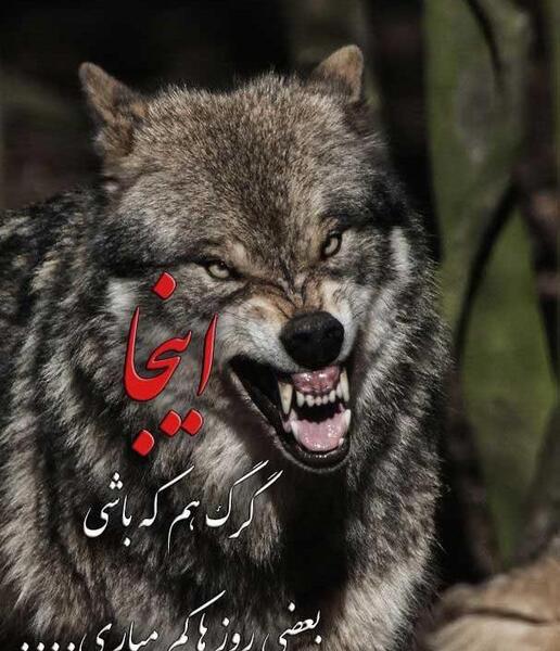 عکس گرگ خفن پروفایل