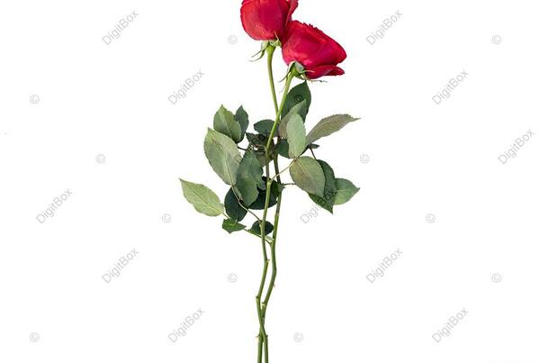 عکس یک شاخه گل رز