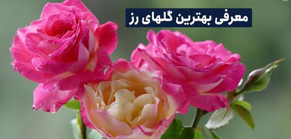 عکس زیبای گل رز بنفش