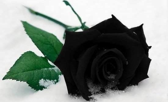 عکس زیبای گل رز مشکی