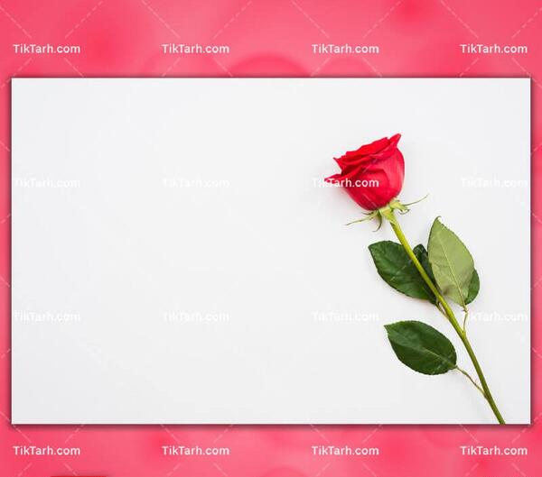 عکس یک شاخه گل رز زیبا