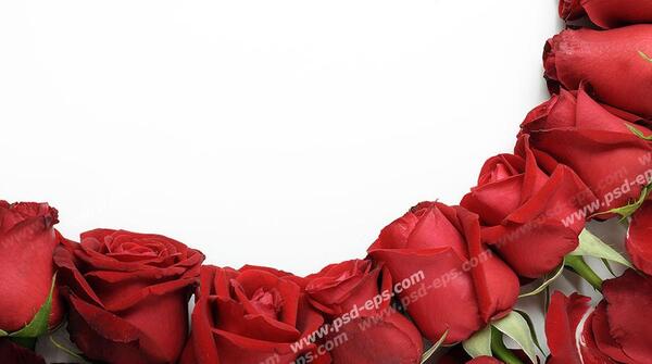 عکس گل رز برای هدیه