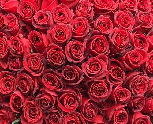 عکس انواع گل رز هلندی