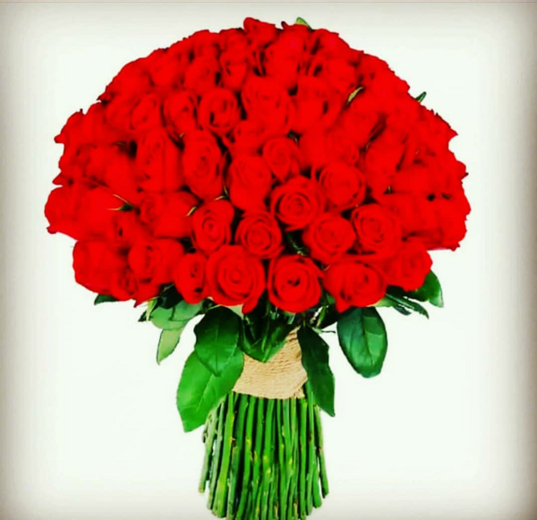 عکس انواع گل رز هلندی