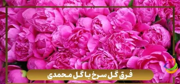 عکس گل های رز و محمدی