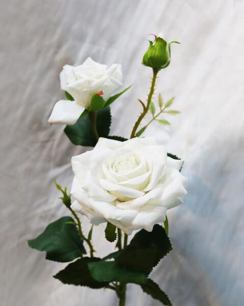 عکس گل رز محمدی