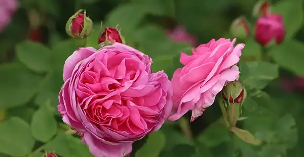 دانلود عکس گل رز وحشی