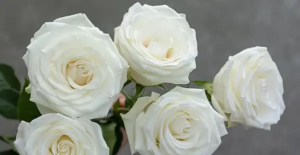 دانلود عکس گل رز وحشی