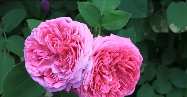 دانلود عکس گل رز وحشی