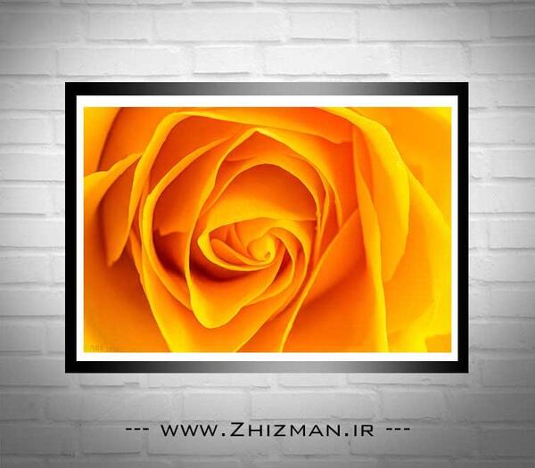 دانلود عکس گل رز نارنجی