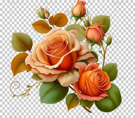 دانلود عکس گل رز نارنجی