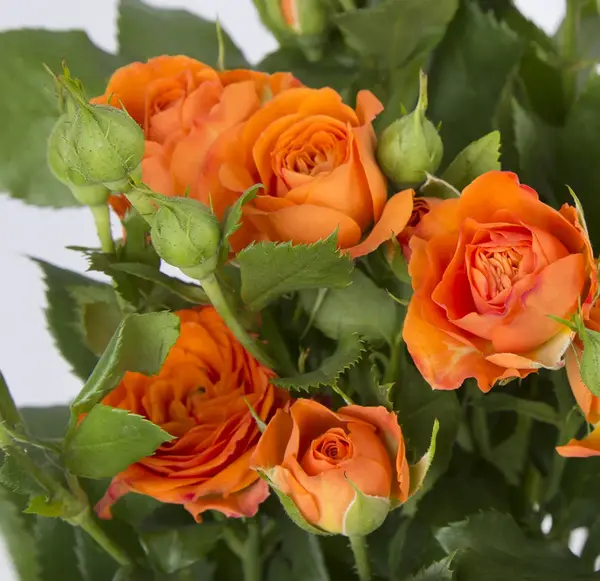 عکس گل های رز نارنجی