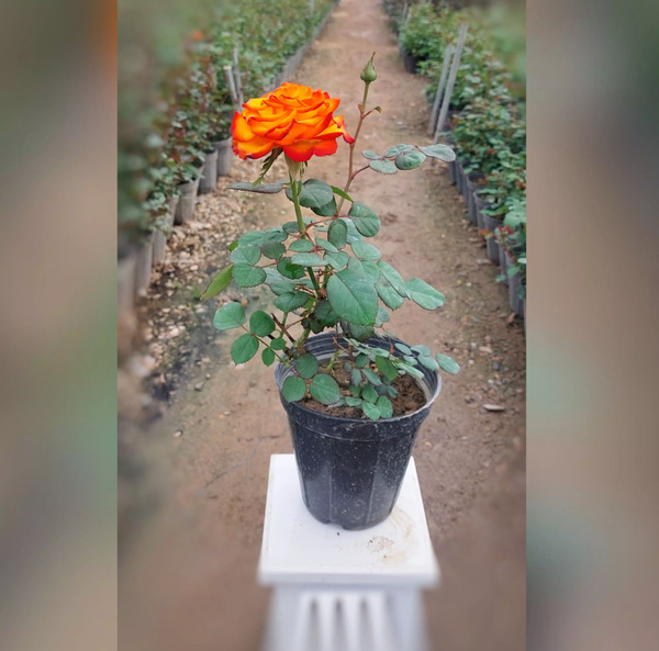 عکس گل های رز نارنجی