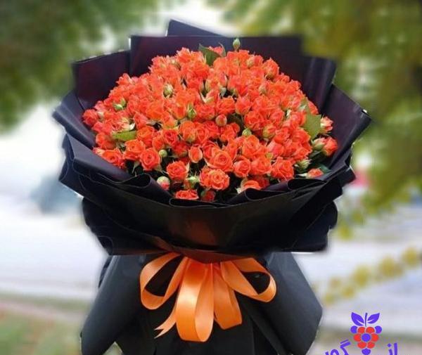 عکس از گل رز نارنجی