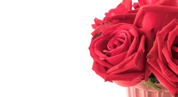 دانلود عکس گل رز مخملی